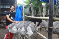 Beternak Burung Unta,...