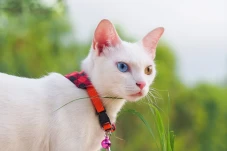 7 Ras Kucing Termahal...