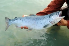 5 Negara Penghasil Ikan...