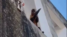 Monyet Pegang Pisau...