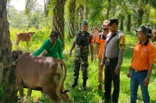 Jelang Kurban, 500 Ekor...