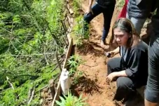 Ada Ladang Ganja di...