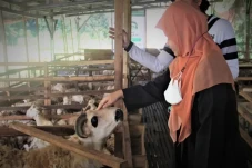 Bolehkah Berkurban untuk...