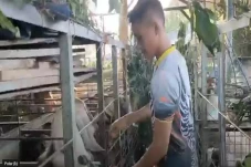 Pasar Hewan Ditutup...