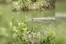 Horor! Buaya 4 Meter...