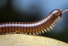 5 Hewan dengan Kaki...