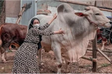 Ria Ricis Beli Sapi...