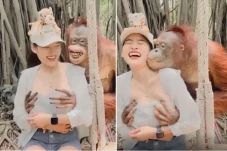 Viral, Orangutan Nakal...