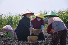 Sambil Ikut Menanam,...