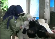 Vaksinasi 500 Ekor Sapi...