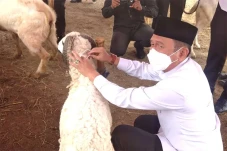 Antisipasi PMK, Hewan...