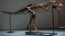 Fosil Gorgosaurus Bakal...