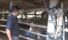 Gawat! Belasan Sapi...