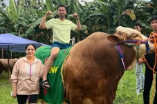 Sapi Kurban Raffi Ahmad...