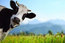 Kurban Sapi Patungan...