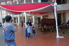 Sapi Kurban Jokowi di...