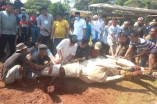 Potret Anies Sembelih...