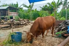 Sapi 1 Ton Milik Jokowi...