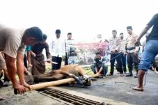 Polres Bulukumba Sembelih...