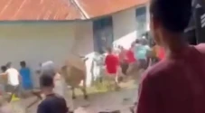 Sapi Ngamuk saat Hendak...