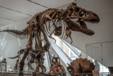 Inilah Meraxes, Dinosaurus...