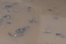 Kronologi Ribuan Ikan...