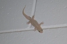 5 Alasan Kenapa Cicak...