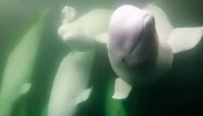 55.000 Paus Beluga Bermigrasi...