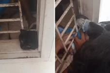 Leher Kucing Ini Terjepit...