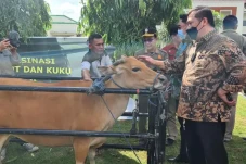 Kasus PMK Marak, Bupati...