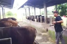 5 Sapi di Kabupaten...