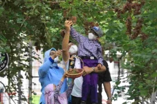 Panen Anggur di Cilincing,...