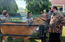 Enam Ekor Sapi di Desa...