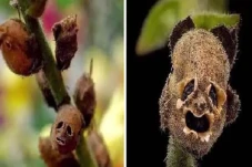 Pohon Mirip Zaqqum,...