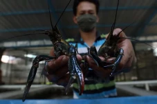 Apakah Lobster Mengandung...