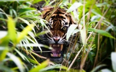 Keaslian Hutan Terjaga,...