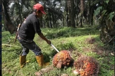 Atasi Anjloknya Harga...