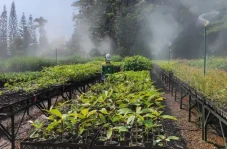 Kebun Raya PT Vale di...
