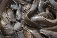 2 Ikan Air Tawar yang...
