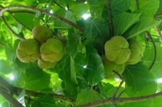 Selain Kelapa Sawit,...