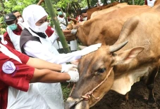 Vaksinasi PMK di Jawa...