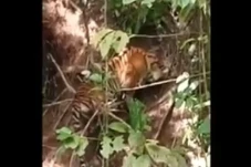 Memilukan! Harimau Betina...