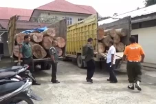 Angkut Kayu Ilegal dari...
