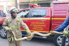 Ular Sanca Berukuran...