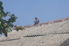 Heboh Sepasang Monyet...