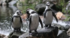 596 Penguin Mati Akibat...