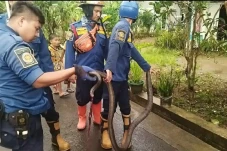 Ngeri! Ular King Kobra...