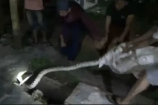 Serangan Ular Piton...