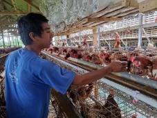Harga Pakan Ternak Terus...