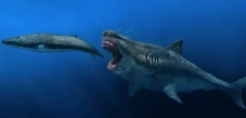 Fakta Baru Megalodon:...
